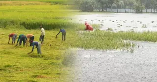 হাওরাঞ্চলে বৈরী আবহাওয়ার দাপট; ধান ঘরে তুলার চেষ্টা কৃষকদের